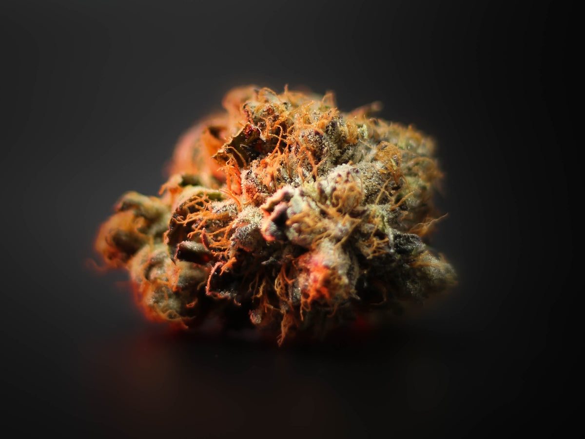 white and brown flower in close up photography