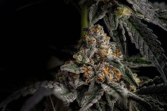 a close up of a plant with frost on it