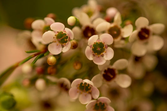 a close up of a white flower with a green center