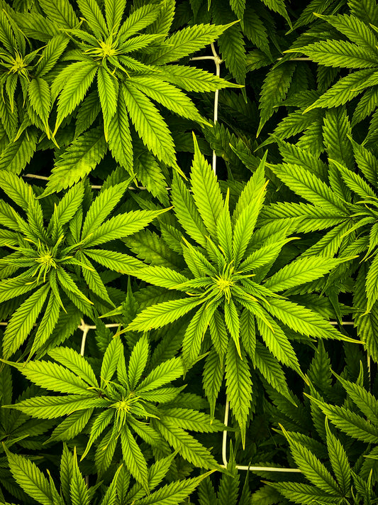 a close up of a bunch of green leaves