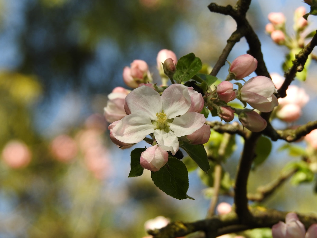 a close up of a flower on a tree branch