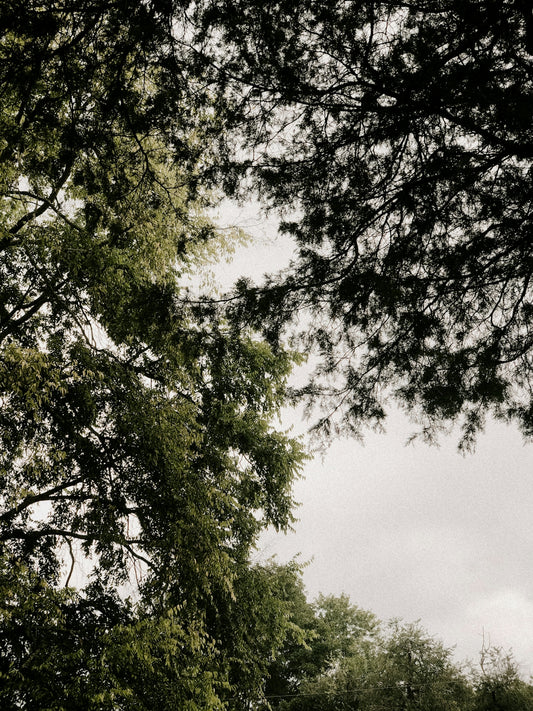 a couple of sheep standing next to each other on a lush green field