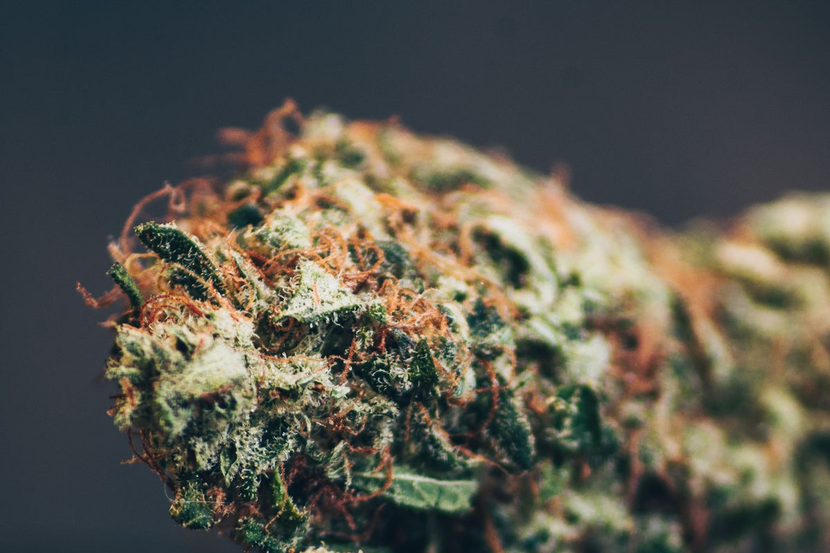 a close up of a green weed on a black background