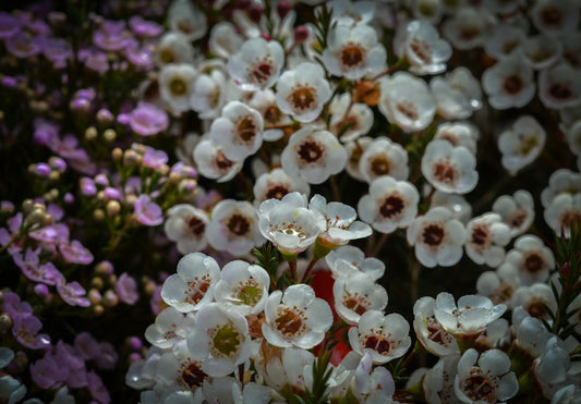 a bunch of flowers that are in the grass