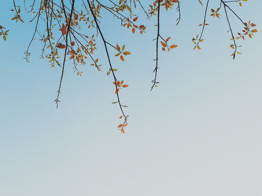 the branches of a tree against a blue sky