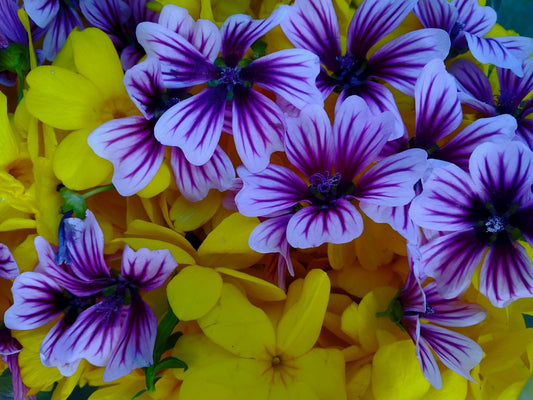 a bunch of purple and yellow flowers in a vase