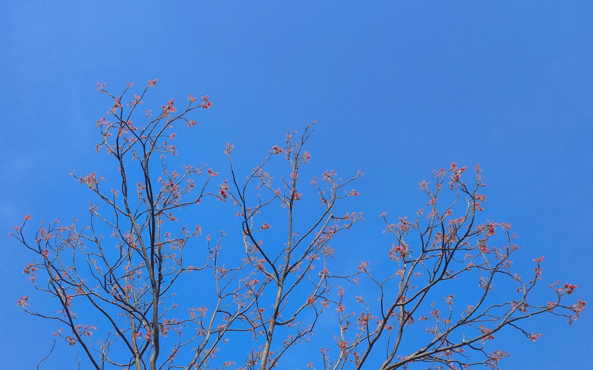 the branches of a tree against a blue sky