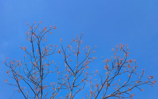 the branches of a tree against a blue sky
