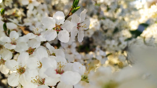 a close up of white flowers on a tree