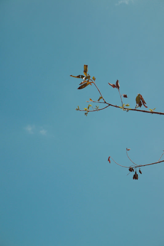 a group of birds sitting on top of a tree branch