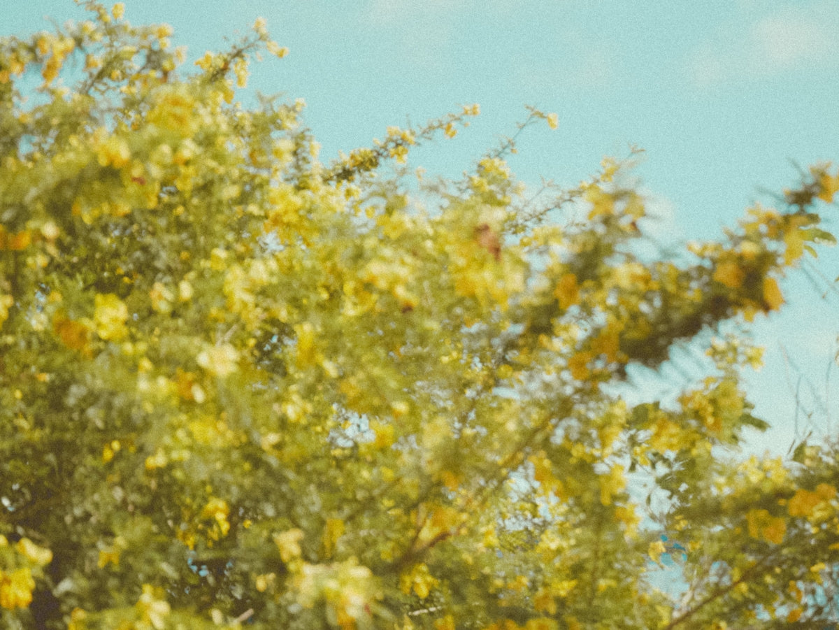 a stop sign in front of a tree