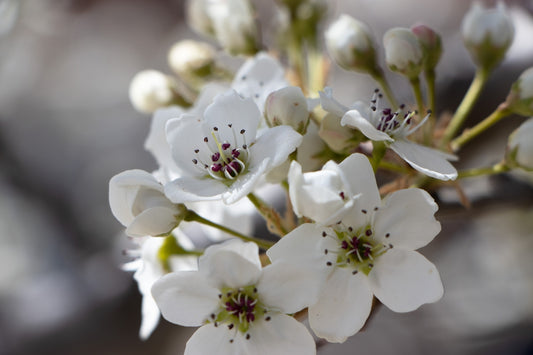 a close up of white flowers