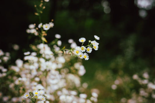 a close up of some flowers