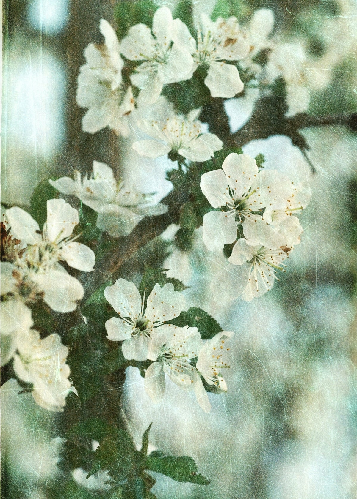a close up of white flowers