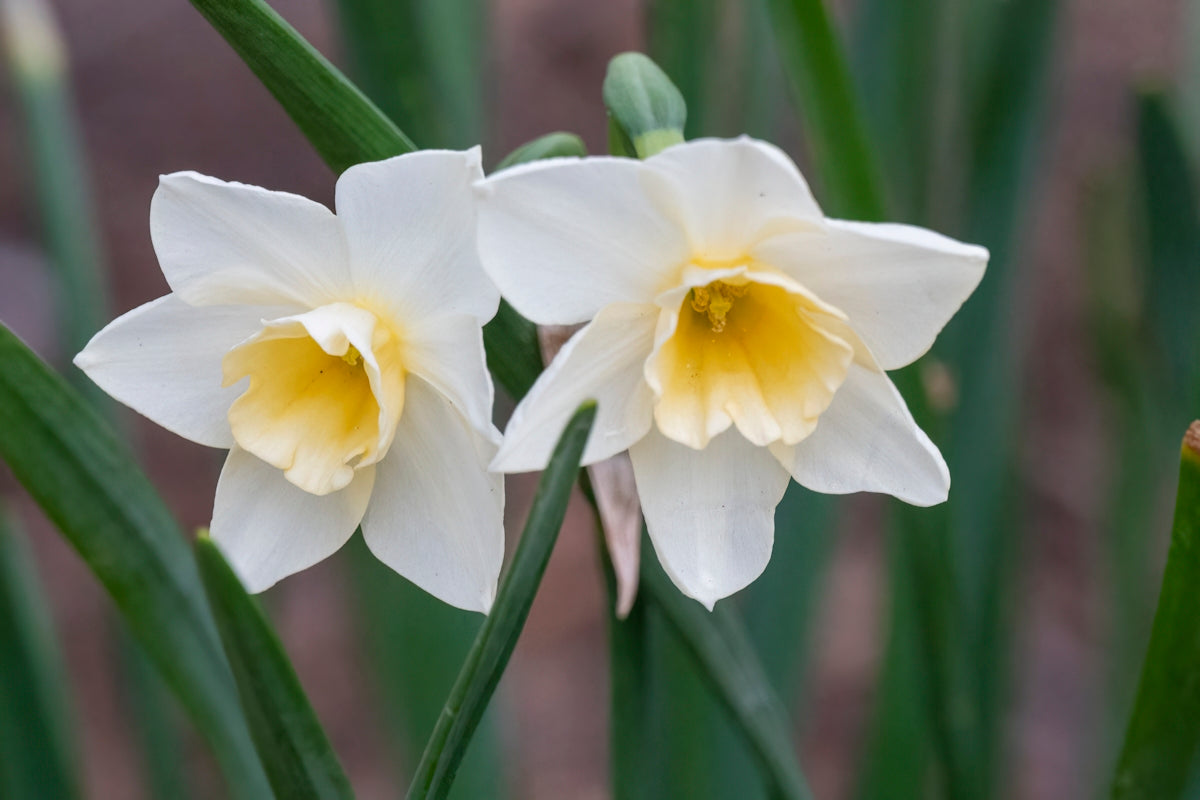 a couple white flowers