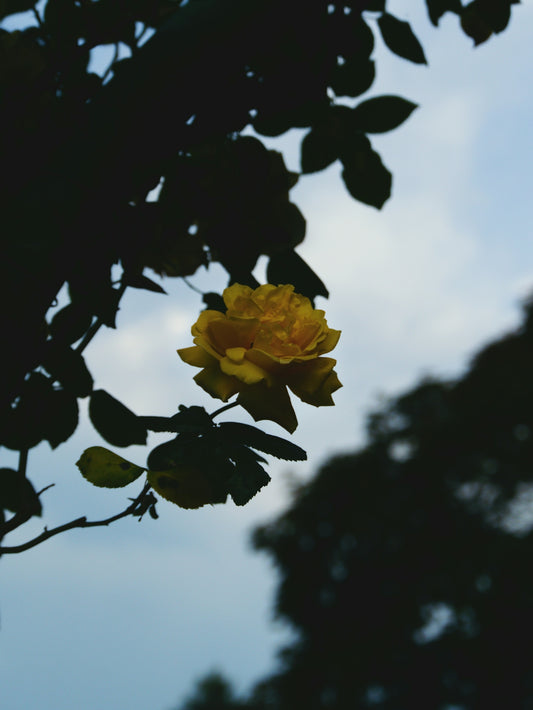a yellow rose is blooming on a tree branch