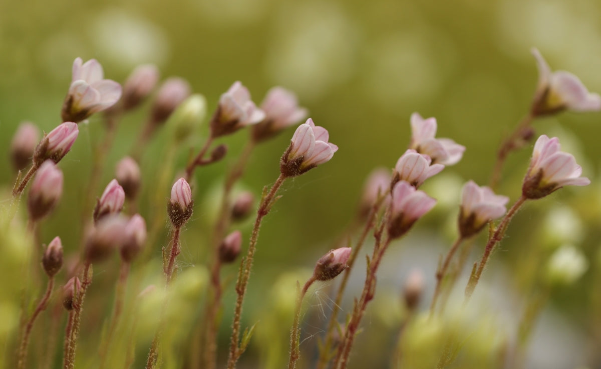 a close up of a bunch of pink flowers