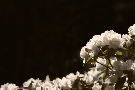 a bush of white flowers with green leaves