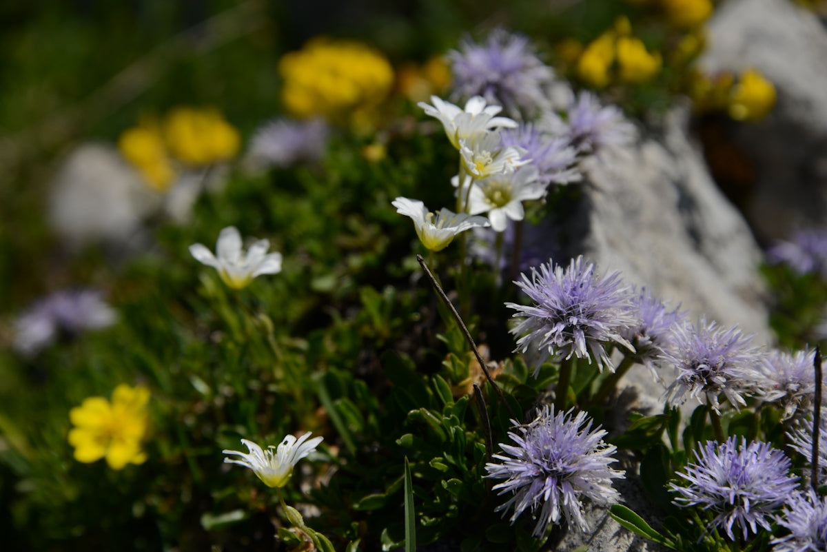 a bunch of flowers that are by some rocks