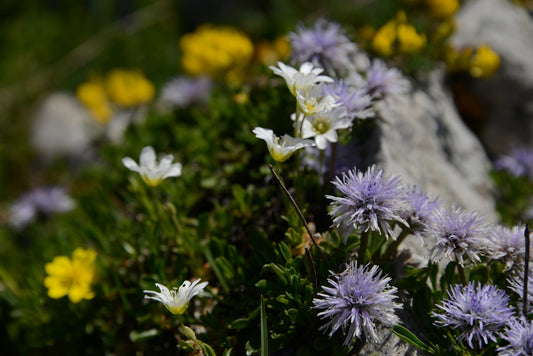 a bunch of flowers that are by some rocks