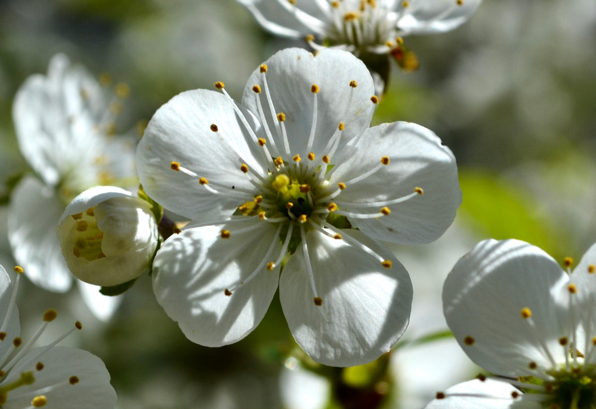 a close up of a white flower