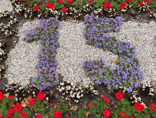 a group of flowers