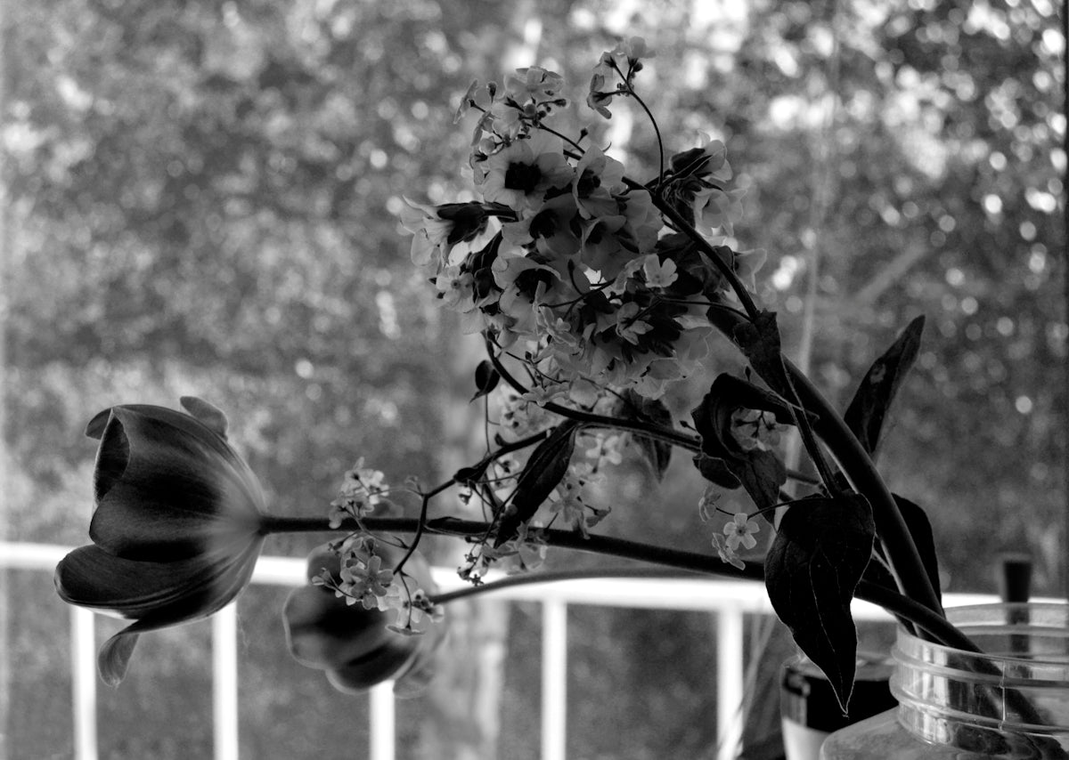a plant with flowers
