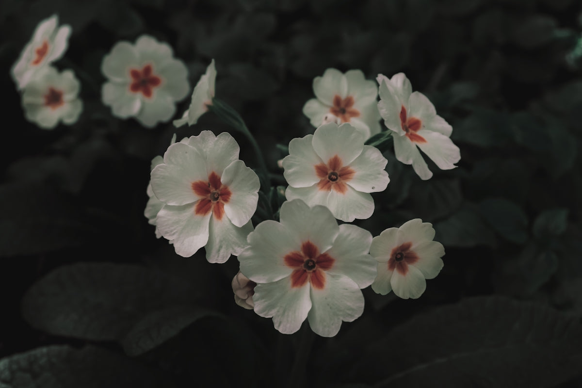 a group of white flowers