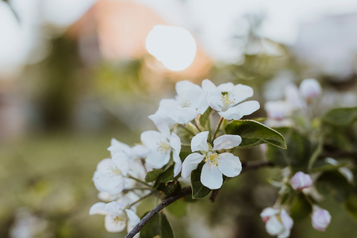 a close up of white flowers