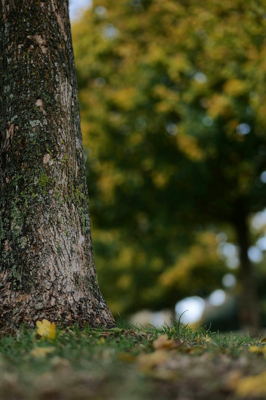 a tree trunk with yellow leaves