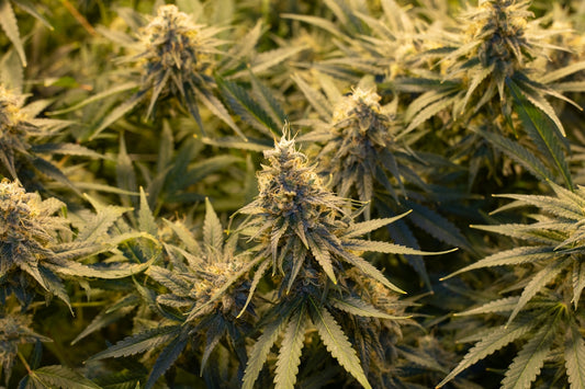 a large group of green plants in a field