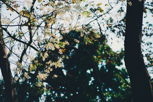 a picture of a tree with leaves and a sky in the background