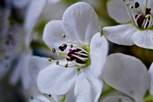a close up of some white flowers
