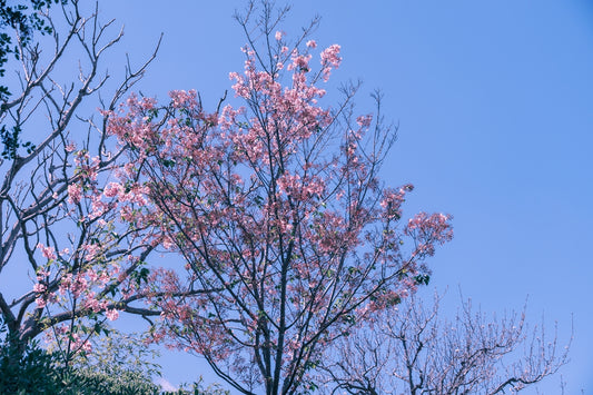 a tree with pink flowers in front of a blue sky