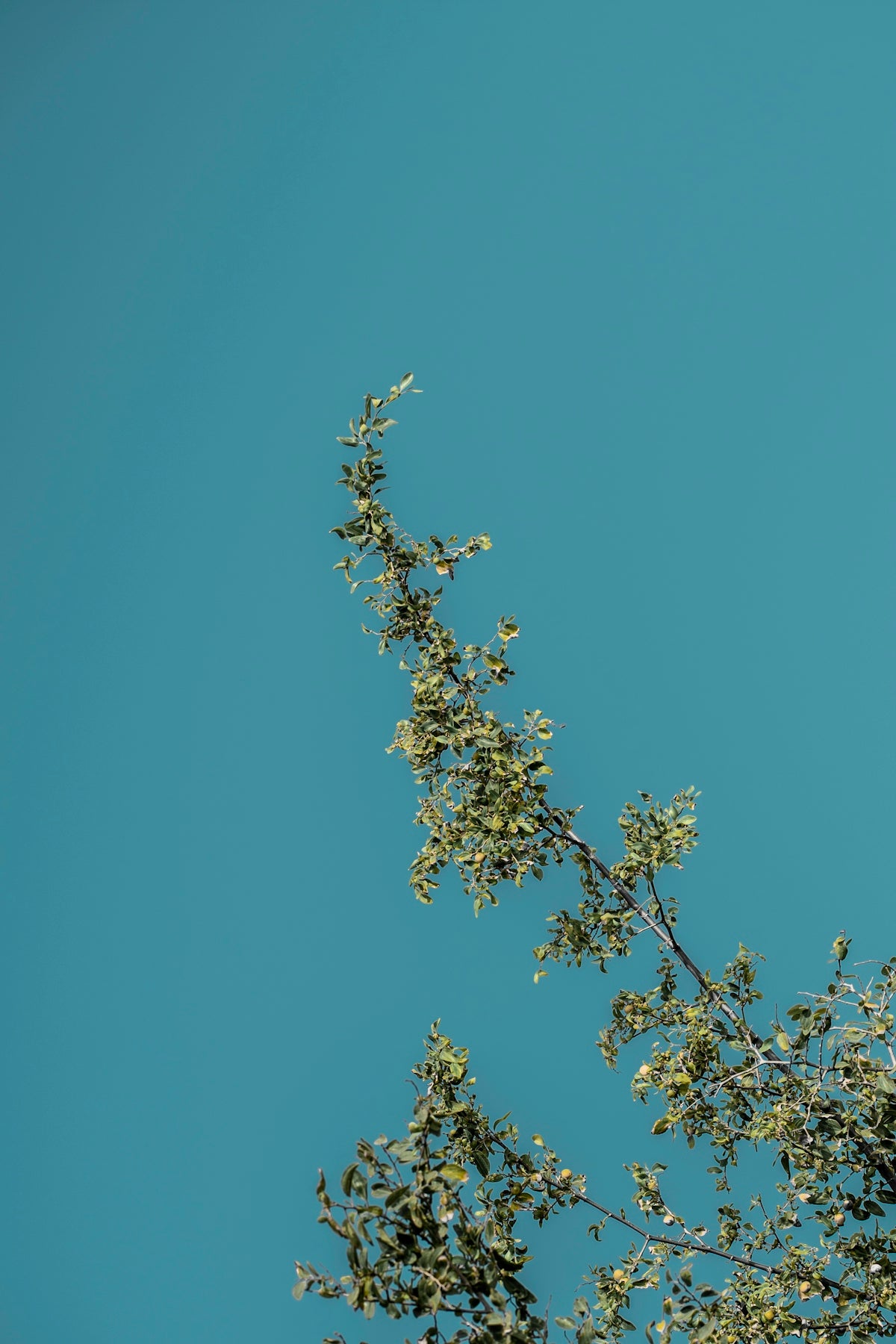 a bird is perched on top of a tree branch