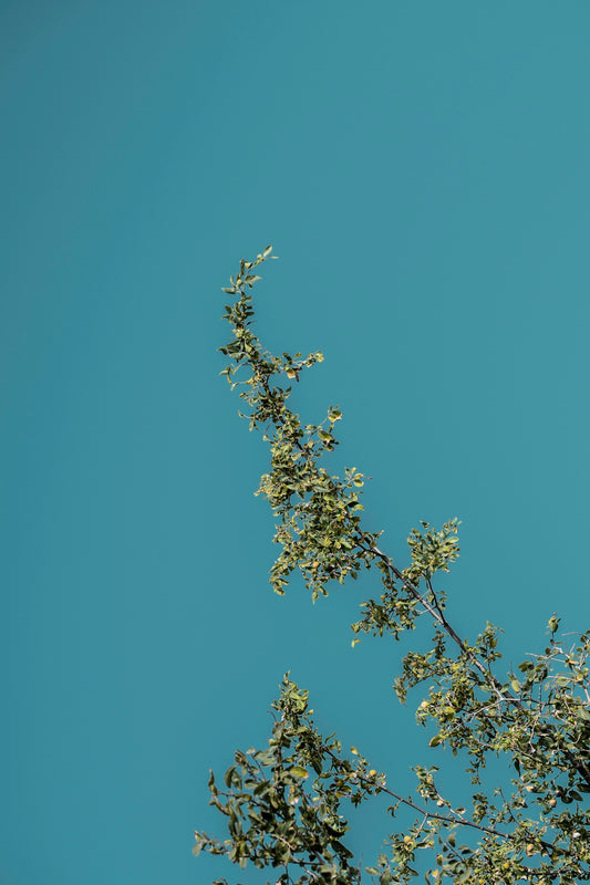 a bird is perched on top of a tree branch