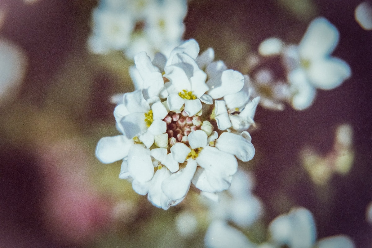 a close up of a small white flower
