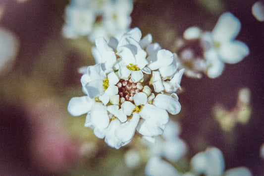 a close up of a small white flower