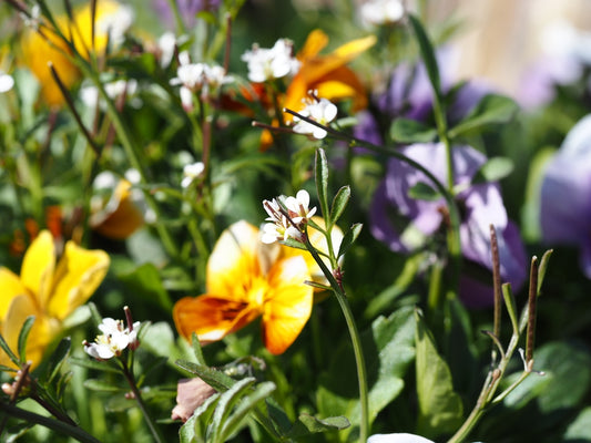 a bunch of flowers that are in the grass