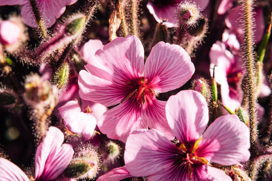 a bunch of pink flowers that are blooming