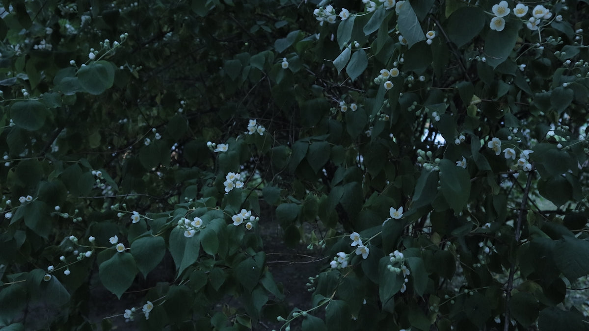 a bush with white flowers and green leaves