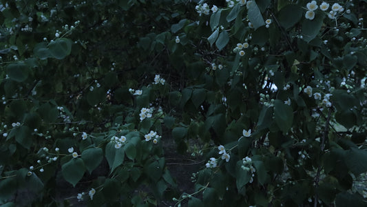 a bush with white flowers and green leaves