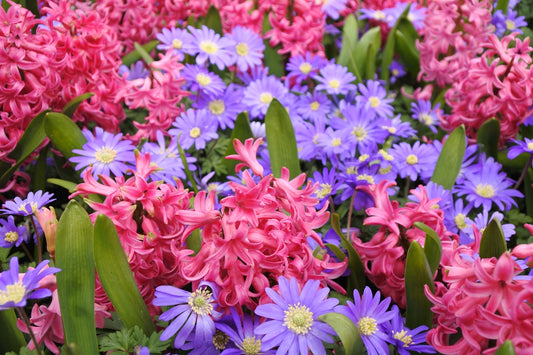 a bunch of flowers that are in the grass
