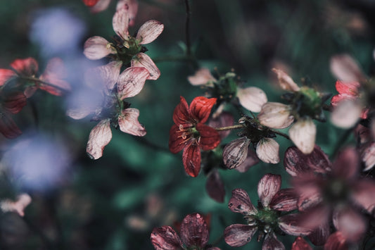 a bunch of flowers that are in the grass