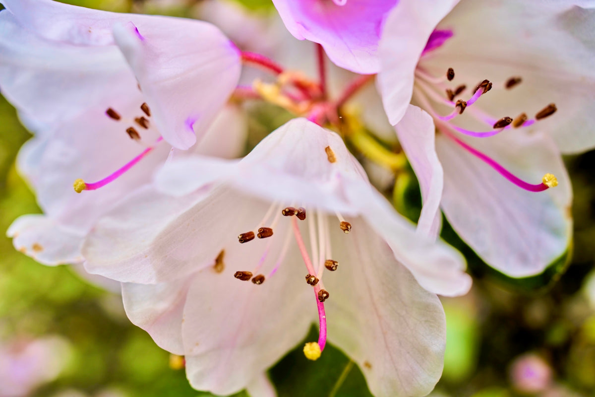 a close up of a bunch of white flowers
