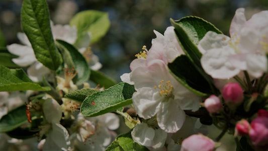 a bunch of white and pink flowers on a tree
