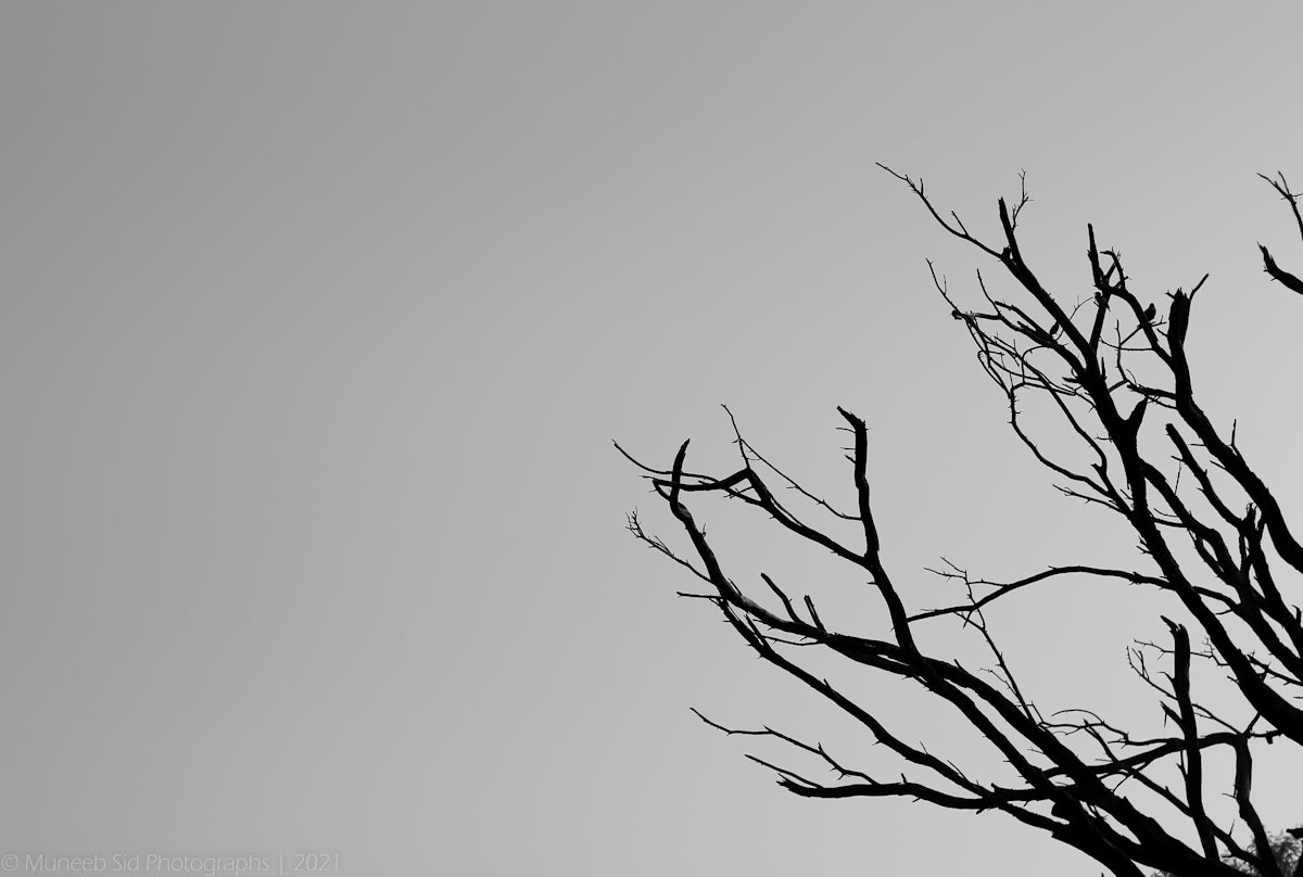 a black and white photo of a tree with no leaves
