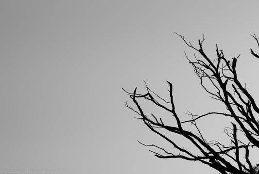 a black and white photo of a tree with no leaves