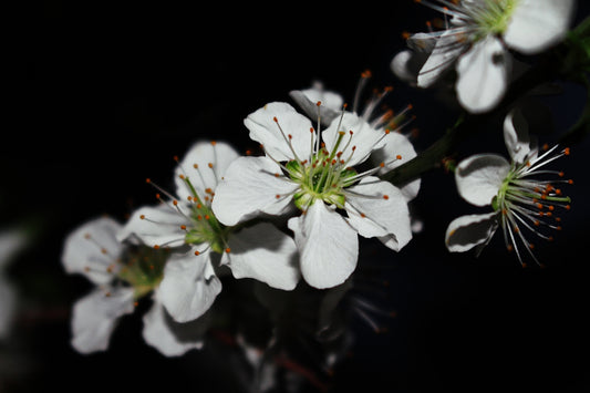 a close up of some white flowers on a black background