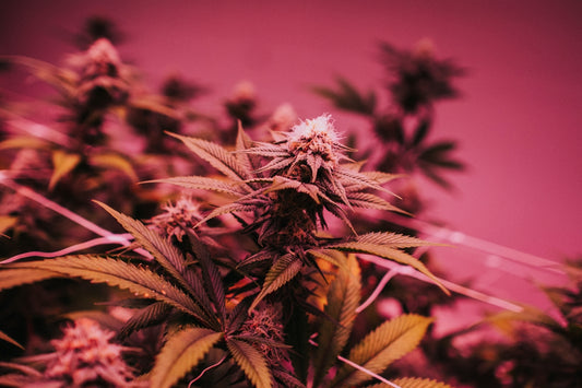 a close up of a plant with a pink background